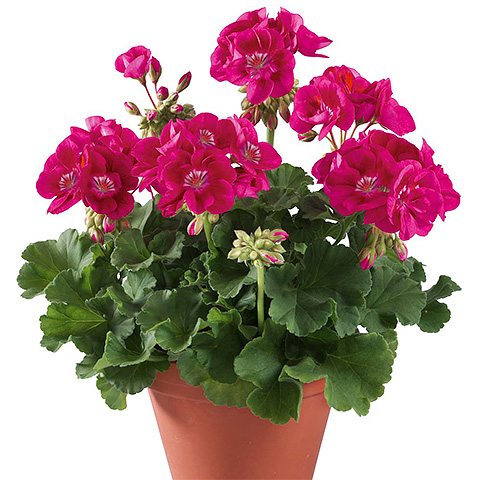 Моль не любит сильный запах герани